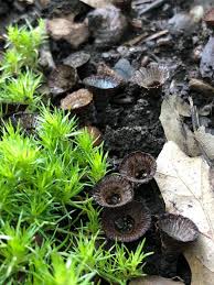 Attēlu rezultāti vaicājumam “Eocronartium muscicola”