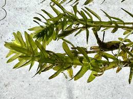 Attēlu rezultāti vaicājumam “Elodea canadensis leaf”