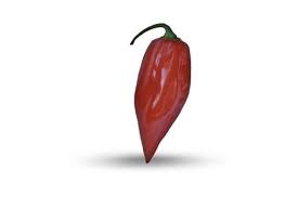 Afbeeldingsresultaat voor paper lantern hot pepper