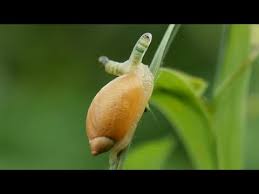 Attēlu rezultāti vaicājumam “Leucochloridium paradoxum”