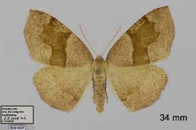 Attēlu rezultāti vaicājumam “Plagodis pulveraria”