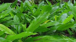 Attēlu rezultāti vaicājumam “Plantago media leaf”