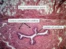 Erectile tissue