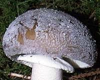 Attēlu rezultāti vaicājumam “Amanita excelsa”