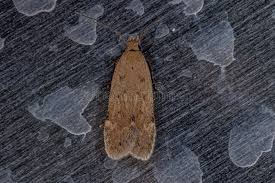 Attēlu rezultāti vaicājumam “Depressariidae”