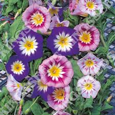 Image result for Convolvulus tricolor