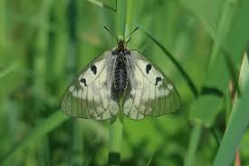 Attēlu rezultāti vaicājumam “Parnassius mnemosyne underside”