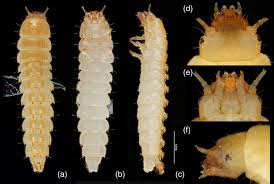 Attēlu rezultāti vaicājumam “Leiodidae larva”
