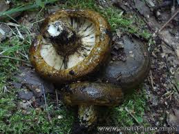 Attēlu rezultāti vaicājumam “Lactarius necator”