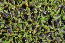 Attēlu rezultāti vaicājumam “Pellia neesiana”