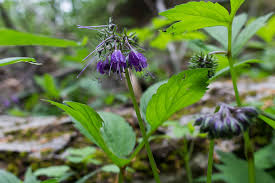 Attēlu rezultāti vaicājumam “Hydrophyllaceae”