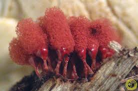 Attēlu rezultāti vaicājumam “Arcyria minuta”