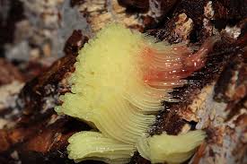 Attēlu rezultāti vaicājumam “Stemonitis flavogenita spores”