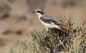 Image result for Lanius minor