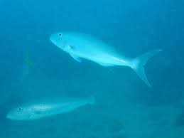 Image result for Aprion virescens