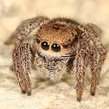 Attēlu rezultāti vaicājumam “Salticidae”