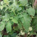 Attēlu rezultāti vaicājumam “Lycopersicon esculentum leaf”