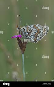 Attēlu rezultāti vaicājumam “Melitaea phoebe underside”