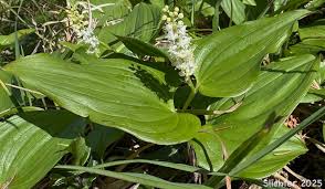 Attēlu rezultāti vaicājumam “Maianthemum bifolium leaf”