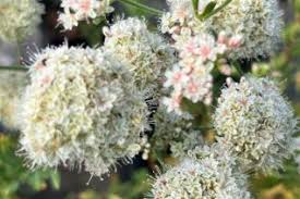 Attēlu rezultāti vaicājumam “Polygonaceae”