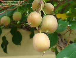 Attēlu rezultāti vaicājumam “Actinidia kolomikta fruit”