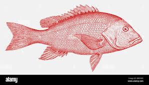 Image result for Lutjanus campechanus