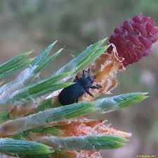 Attēlu rezultāti vaicājumam “Magdalis sp.”