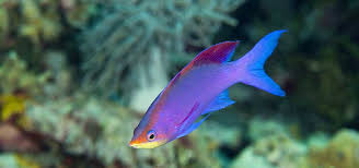 Attēlu rezultāti vaicājumam “Sacchiphantes abietis exuvia”