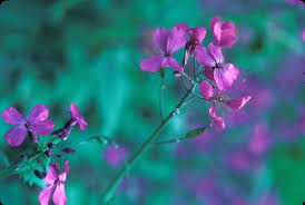 Attēlu rezultāti vaicājumam “Lunaria annua flower”