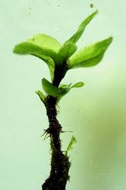 Attēlu rezultāti vaicājumam “Rhizomnium punctatum sporophyte”