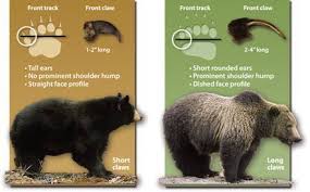 Image result for brown bear