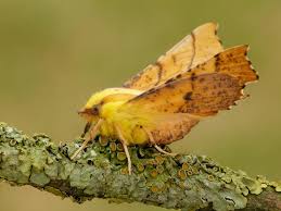 Attēlu rezultāti vaicājumam “Ennomos alniaria”