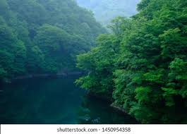 Image result for New Forest/Waterside