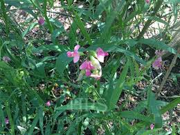 Attēlu rezultāti vaicājumam “Lathyrus sylvestris”