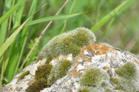 Attēlu rezultāti vaicājumam “Grimmia muehlenbeckii”