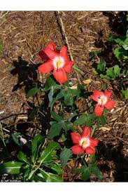 Image result for Abelmoschus moschatus