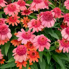 Image result for Echinacea Lustre hybrids