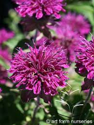 Image result for Monarda didyma