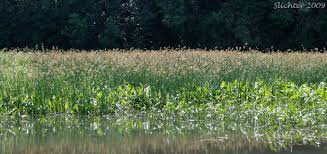 Attēlu rezultāti vaicājumam “Schoenoplectus lacustris subsp. glaucus”