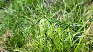 Attēlu rezultāti vaicājumam “Scirpus sylvaticus leaf”