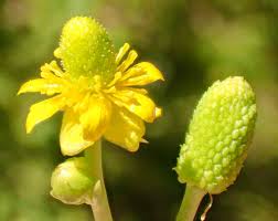 Attēlu rezultāti vaicājumam “Ranunculus sceleratus”