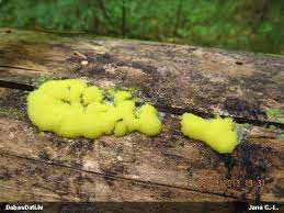 Attēlu rezultāti vaicājumam “Lycogala sphaeroconicum macro”