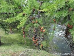 Attēlu rezultāti vaicājumam “Larix sibirica”