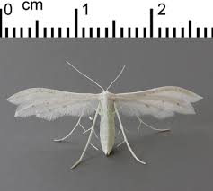 Attēlu rezultāti vaicājumam “Pterophorus pentadactyla”