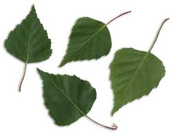 Attēlu rezultāti vaicājumam “Betula humilis leaf”