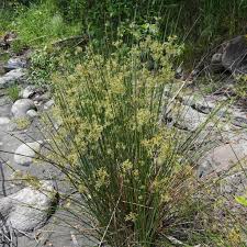 Attēlu rezultāti vaicājumam “Juncus effusus”