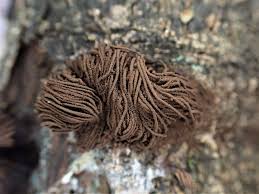 Attēlu rezultāti vaicājumam “Stemonaria irregularis”