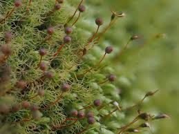 Attēlu rezultāti vaicājumam “Pohlia cruda sporophyte”