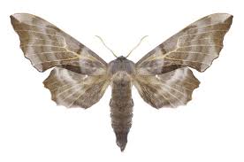 Attēlu rezultāti vaicājumam “Laothoe amurensis”