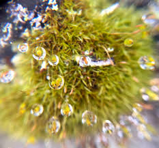 Attēlu rezultāti vaicājumam “Orthotrichum pumilum sporophyte”